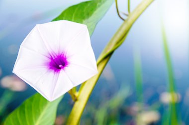 sabah zafer çiçek seçici odak