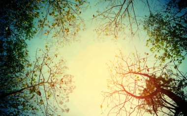 güneş ışığı ile taze yeşil orman