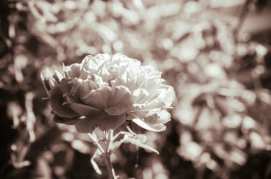 Gül Bahçe, renk filtresi sesi sürecinde