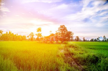 güzel doğa manzara pirinç alan