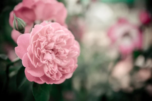 Rosa Jardín Proceso Tono Filtro Color —  Fotos de Stock