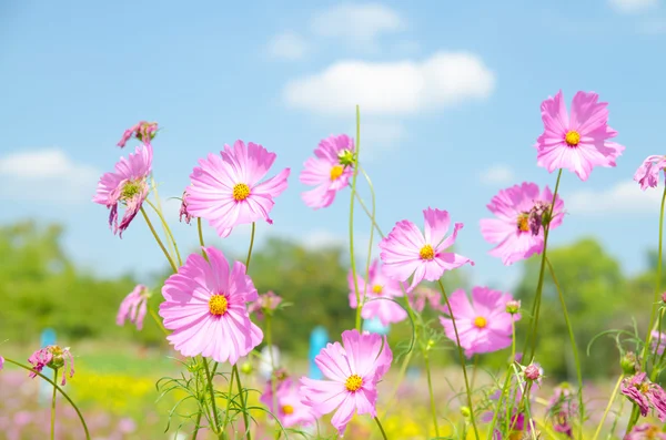 Cosmos çiçek, Comos spp, Compositae, renk süreci