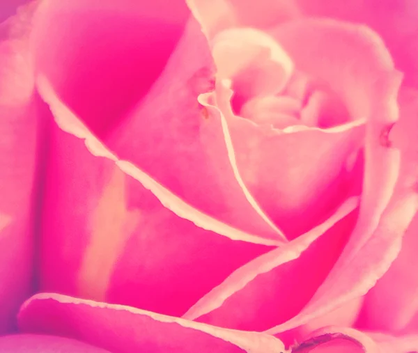 Rosa Jardín Proceso Tono Filtro Color — Foto de Stock