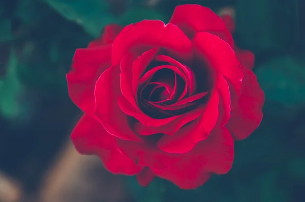 玫瑰花园 彩色滤光片的语气过程中 — 图库照片