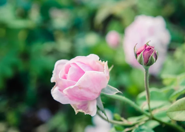 Rosa Jardim Processo Tom Filtro Cor — Fotografia de Stock