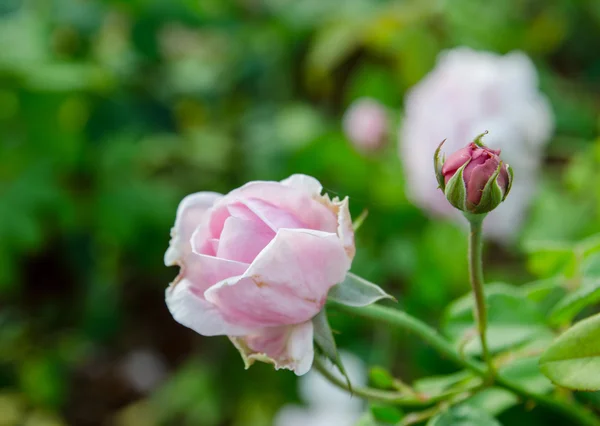 rose in garden , color filter tone process