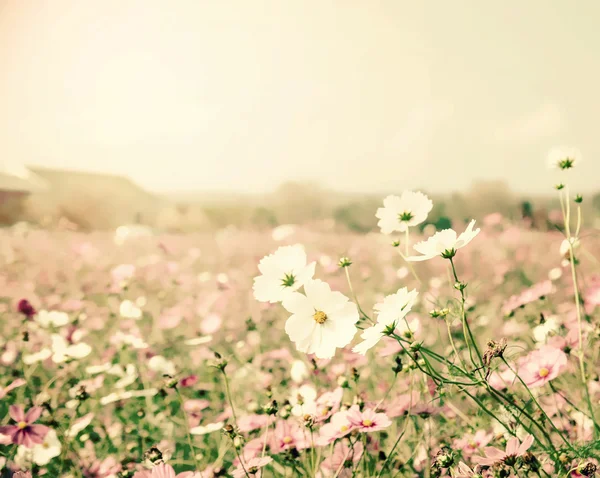 Kosmos Blomma Comos Spp Compositae Färg Process Vintage Processen — Stockfoto