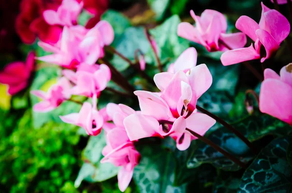 庭のピンクの花 — ストック写真