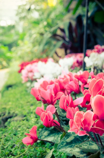 Fleur Fraîche Dans Jardin — Photo