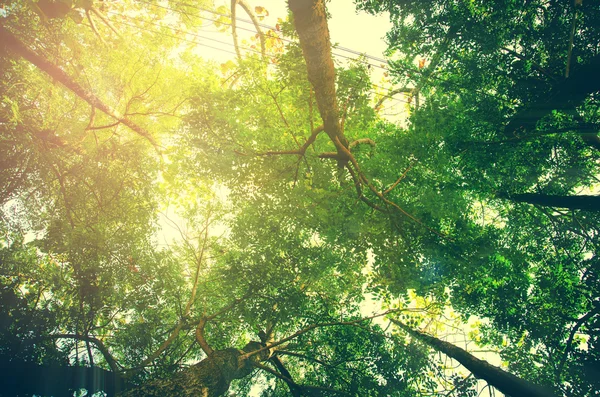 Güneş Işığı Ile Taze Yeşil Orman — Stok fotoğraf