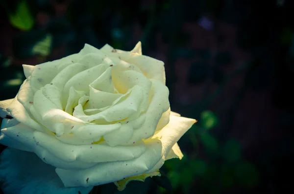 Rosa Jardim Processo Tom Filtro Cor — Fotografia de Stock