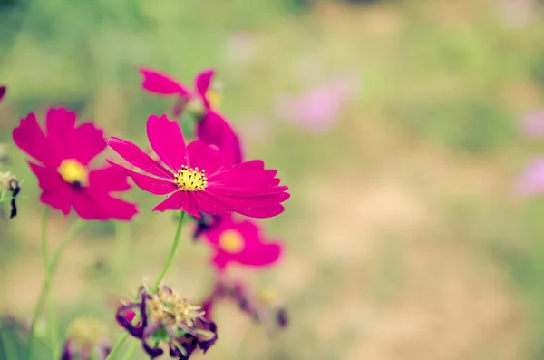 Cosmos Flower Comos Spp Compositae Proceso Color —  Fotos de Stock