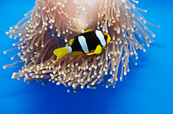Clownfish Διάφορες Στο Κοράλλι — Φωτογραφία Αρχείου