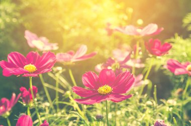 Vintage cosmos Pembe Çiçek bahçesinde