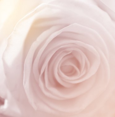 Doğa Çiçek arka plan, renk filtresi