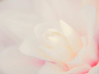 soyut doğa çiçek arka plan