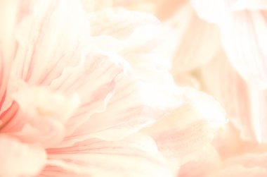 Doğa Çiçek arka plan, renk filtresi