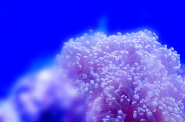 mercan derin mavi denizde