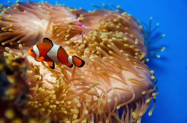 Coral Στο Βαθύ Μπλε Της Θάλασσας — Φωτογραφία Αρχείου