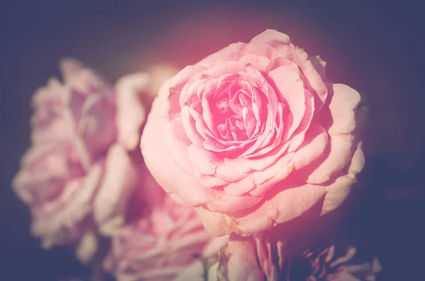 Rose Dans Jardin Processus Ton Filtre Couleur Mise Point Douce — Photo