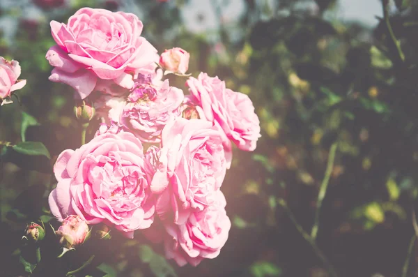 Rosa Jardín Proceso Tono Filtro Color Enfoque Suave —  Fotos de Stock