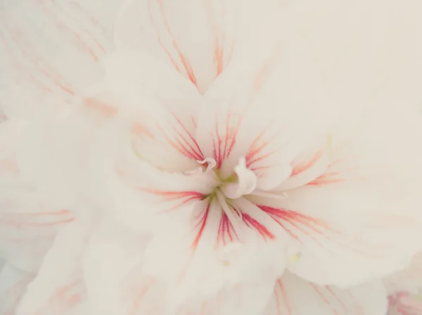 Sweet Lilly Flower Romance Background — Stock Photo, Image