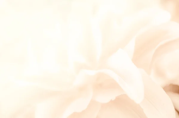 Doğa Çiçek arka plan, renk filtresi