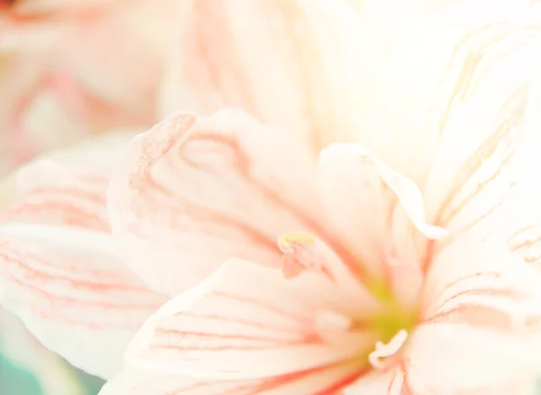 Lily Zoete Kleurtoon — Stockfoto