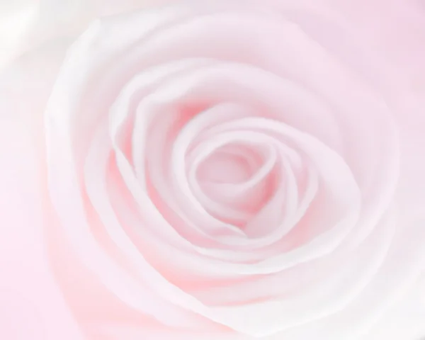 Roses in soft color and blur style for background — Stock Photo, Image