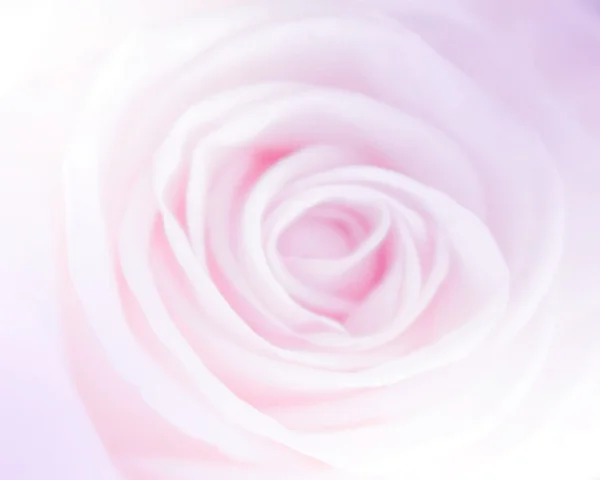 Roses in soft color and blur style for background — Stock Photo, Image