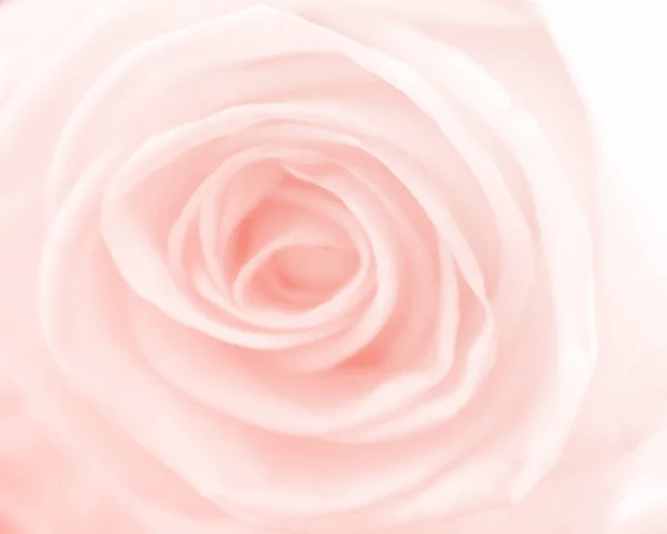 Roses in soft color and blur style for background — Stock Photo, Image