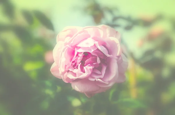 复古粉红色玫瑰背景 — 图库照片