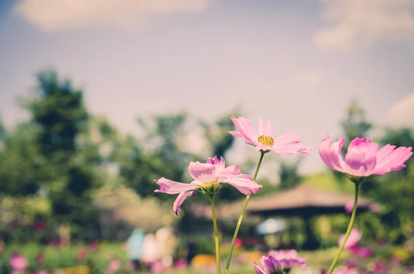 Cosmos fleur dans le jardin — Photo