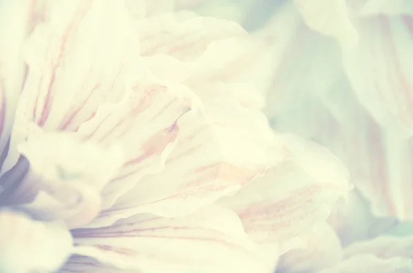 Naturaleza abstracta flor fondo, filtro de color — Foto de Stock