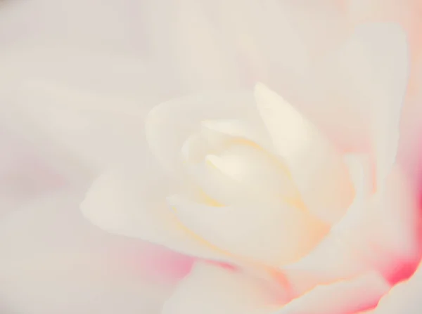 抽象的な性質の花背景 — ストック写真
