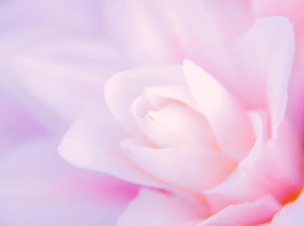 Abstract nature flower background — Stock Photo, Image