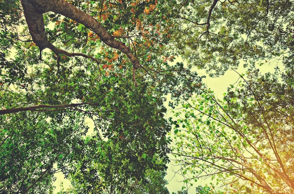 Φρέσκο πράσινο δάσος με το φως του ήλιου, vintage στυλ φωτογραφία — Φωτογραφία Αρχείου