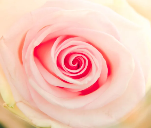 Roses in soft color and blur style for background Stock Photo