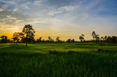 Günbatımı yeşil sahada