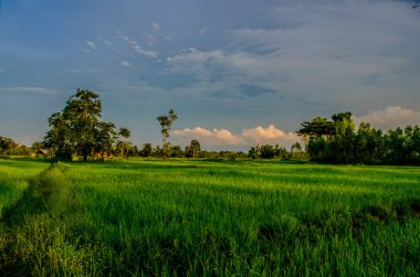 Günbatımı yeşil sahada