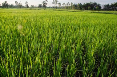 Günbatımı yeşil sahada