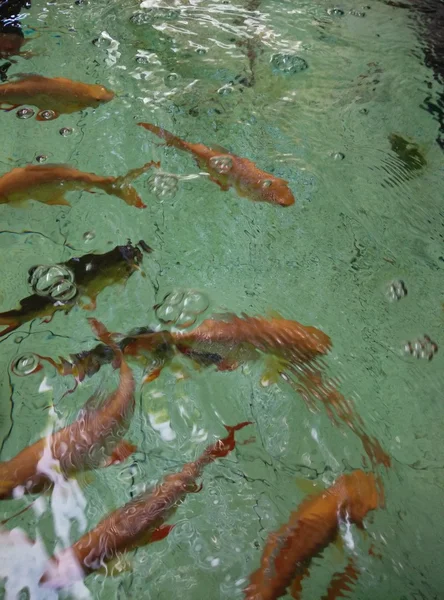 Рыба в пруду — стоковое фото