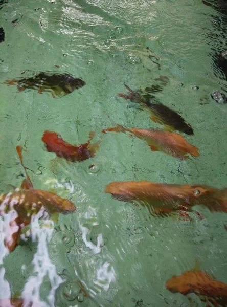 Peixe na lagoa — Fotografia de Stock