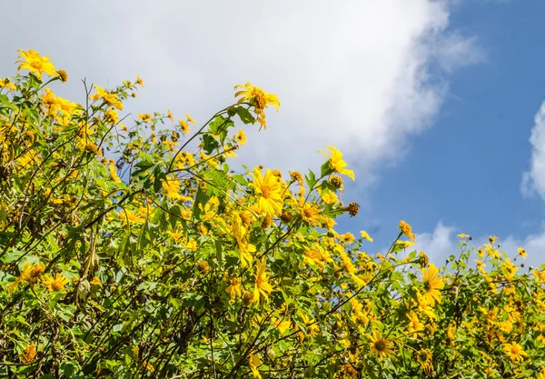 Maxican zonnebloem veld op hemelachtergrond — Stockfoto