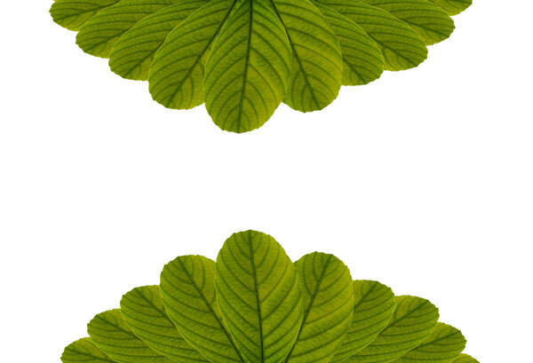 Leave on white background