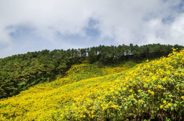 Çiçek Dağı ve gökyüzü arka plan