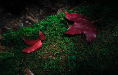 Sonbahar, kırmızı akçaağaç terk çevresinde orman ve filtre üzerinde