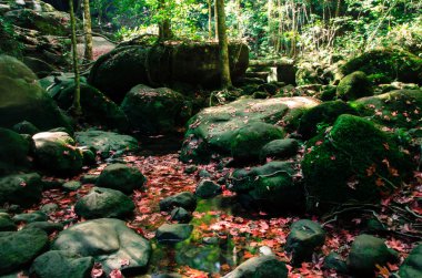 Sonbahar, kırmızı akçaağaç terk çevresinde orman ve filtre üzerinde