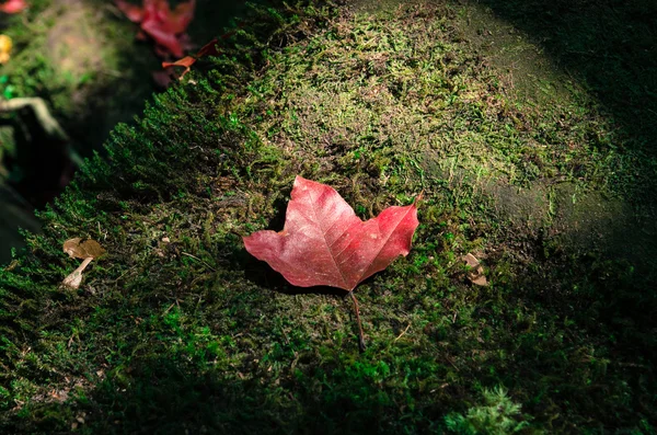 秋天，枫叶上石苔藓 — 图库照片