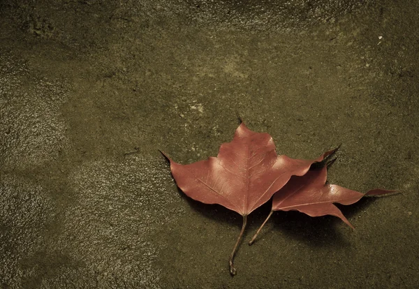 Осінь, червоний клен залишають у лісі і над фільтром — стокове фото